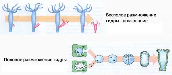 Актуальное зеркало на кракен