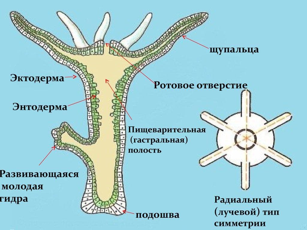 Kraken оригинальная ссылка